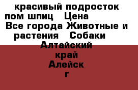 красивый подросток пом шпиц › Цена ­ 30 000 - Все города Животные и растения » Собаки   . Алтайский край,Алейск г.